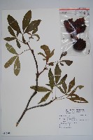 藏品(猢猻木)的圖片