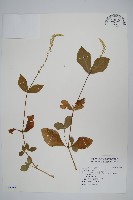 藏品(假川牛膝)的圖片