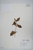 藏品(假川牛膝)的圖片