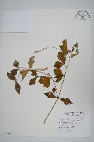 藏品(假川牛膝)的圖片