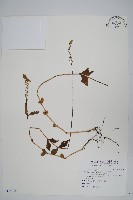 藏品(假川牛膝)的圖片