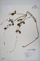 藏品(假川牛膝)的圖片