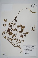 藏品(假川牛膝)的圖片