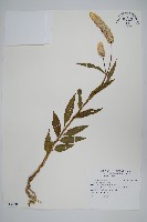 藏品(青葙)的圖片