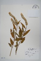 藏品(青葙)的圖片