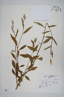 藏品(青葙)的圖片