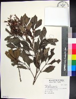 藏品(紅柴)的圖片