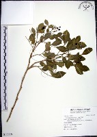 藏品(月橘)的圖片