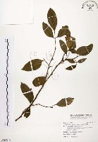 藏品(石苓舅)的圖片