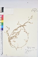 藏品(假葉下珠)的圖片