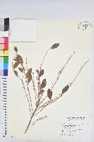藏品(葉底珠、市蔥密花葉底珠)的圖片
