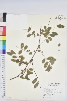 藏品(葉底珠、市蔥密花葉底珠)的圖片