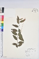 藏品(守宮木)的圖片