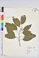 藏品(白臼)的圖片