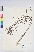 藏品(擬葉下珠、細葉油柑)的圖片