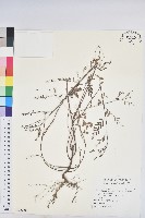 藏品(擬葉下珠、細葉油柑)的圖片