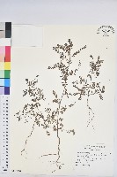 藏品(擬葉下珠、細葉油柑)的圖片