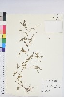 藏品(擬葉下珠、細葉油柑)的圖片