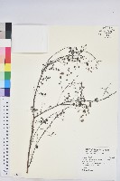 藏品(高雄葉下珠、高雄油柑)的圖片