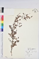 藏品(高雄葉下珠、高雄油柑)的圖片