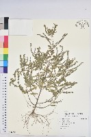 藏品(小返魂)的圖片