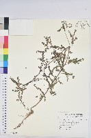 藏品(小返魂)的圖片