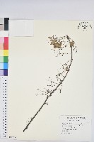 藏品(多花油柑、白仔)的圖片