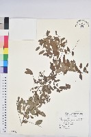 藏品(多花油柑、白仔)的圖片