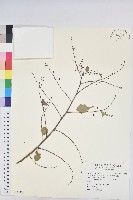 藏品(多花油柑、白仔)的圖片