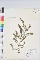 藏品(葉下珠、珠仔草)的圖片