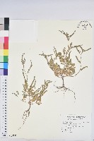 藏品(葉下珠、珠仔草)的圖片