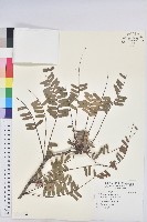 藏品(油柑)的圖片