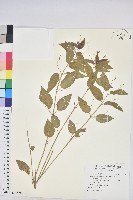 藏品(山靛)的圖片