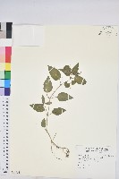 藏品(山靛)的圖片