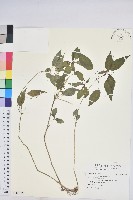 藏品(山靛)的圖片