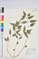 藏品(山靛)的圖片