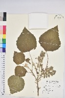 藏品(蟲屎)的圖片