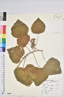 藏品(蟲屎)的圖片