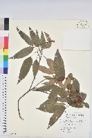 藏品(粗糠柴)的圖片