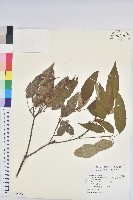 藏品(粗糠柴)的圖片