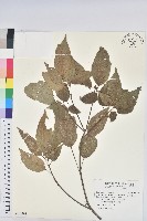 藏品(粗糠柴)的圖片