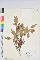 藏品(粗糠柴)的圖片