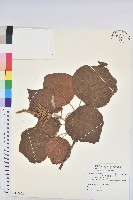 藏品(野桐)的圖片