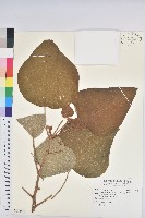 藏品(野桐)的圖片