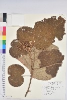 藏品(野桐)的圖片