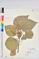 藏品(血桐)的圖片