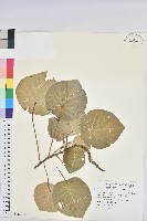 藏品(圓葉血桐)的圖片