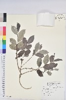 藏品(細葉饅頭果)的圖片