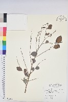 藏品(細葉饅頭果)的圖片