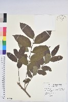 藏品(菲律賓饅頭果)的圖片